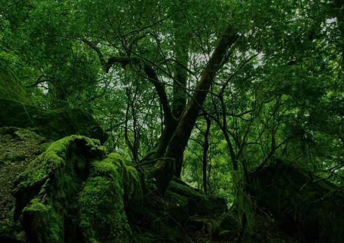 dense_forest-wallpaper-a3 dense_forest-wallpaper-a3